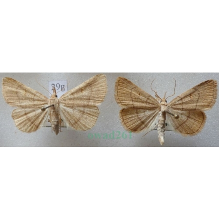 Paracolax tristalis (Fabricius, 1794) pair Szczękalica brodźczyca Slovakia29g